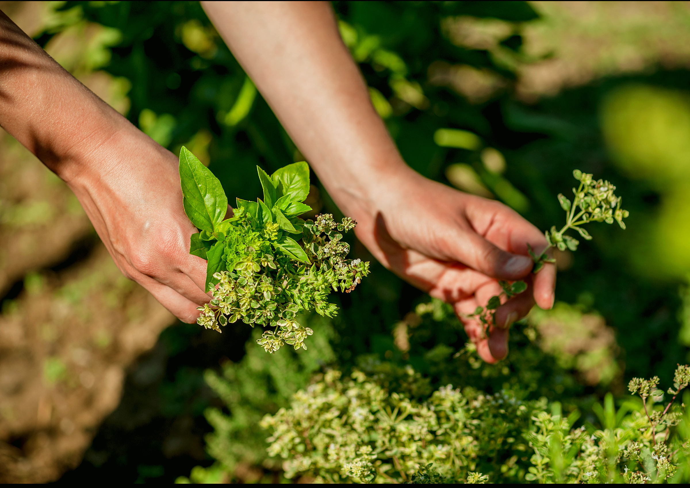 Hands harvesting fresh herbs
